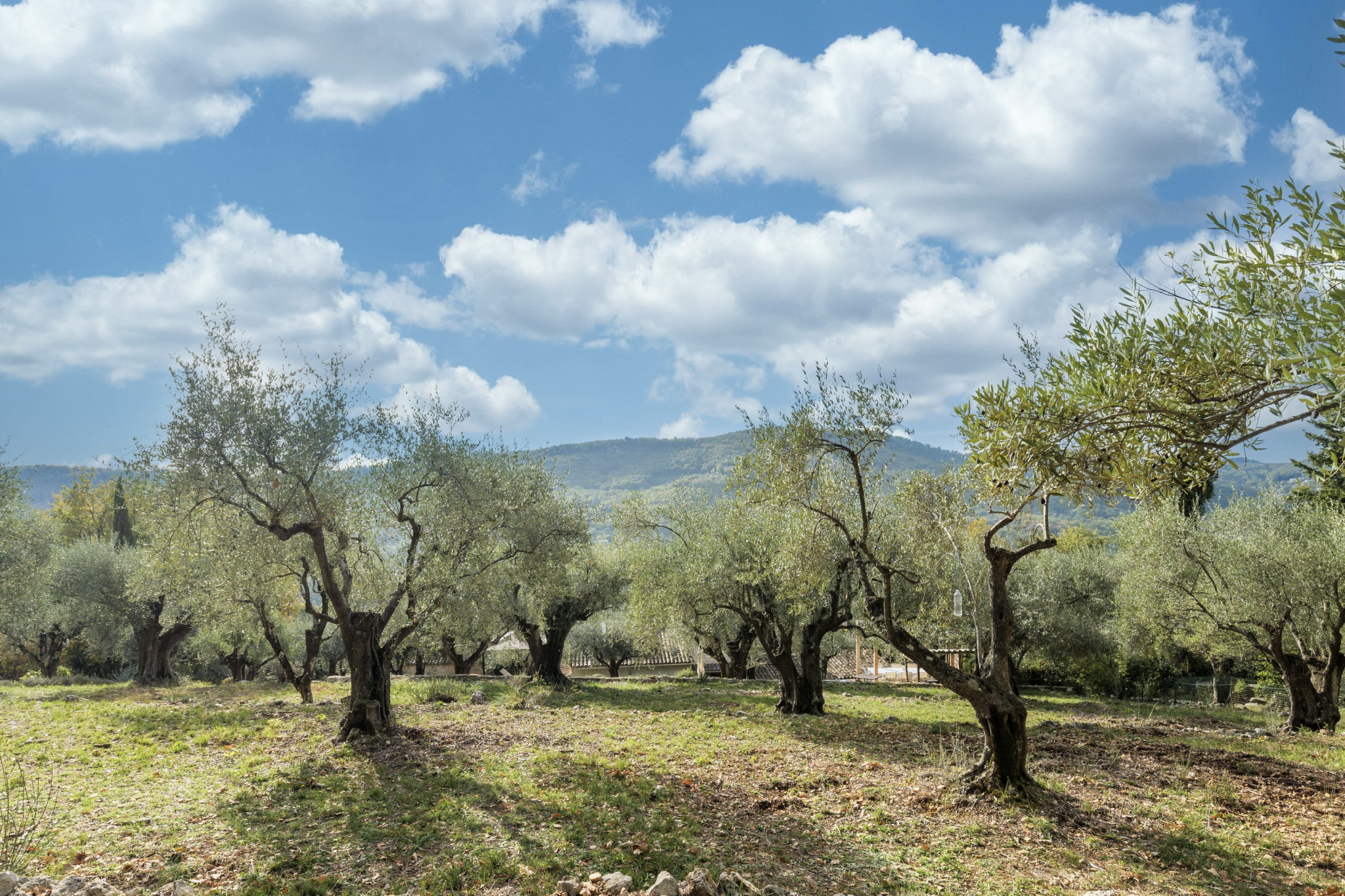 Image_, Villa, Tourrettes-sur-Loup, ref :1373